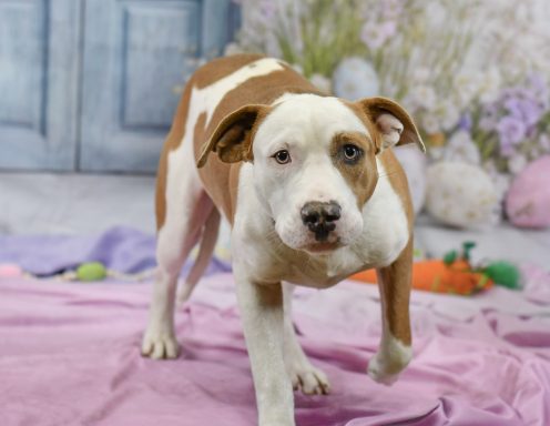 White & tan bicolor mixed breed dog walking in easter backdrop
