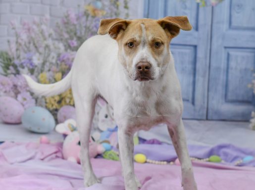 White and tan bicolored mixed breed dog looking at camera on easter backdrop