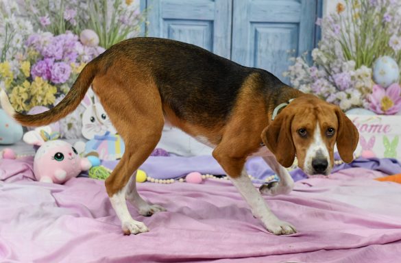 Tan and black tricolor hound mixed breed dog walking in easter backdrop