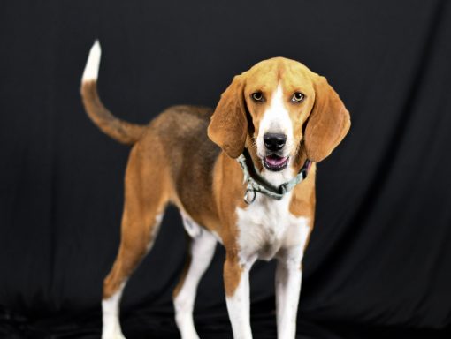 Tan and black tricolor mixed breed hound mixed breed dog