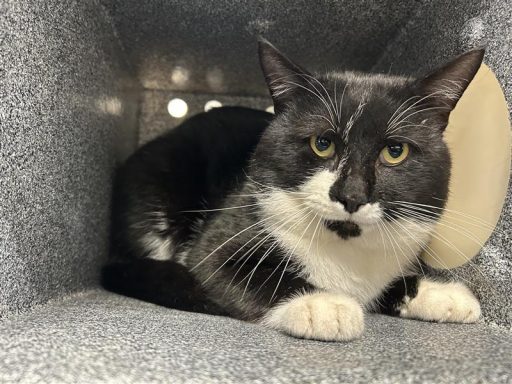 black and white male cat