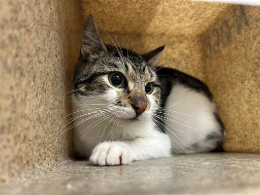 white gray tabby cat