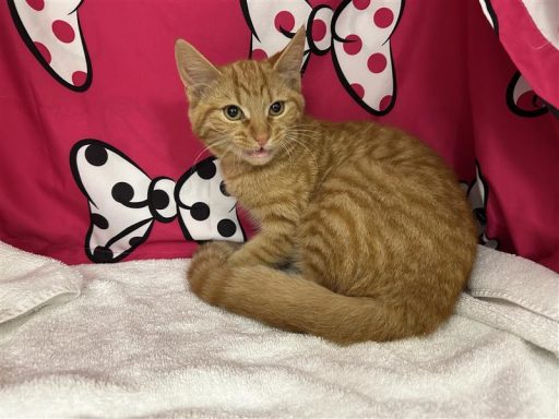 Orange tabby female cat