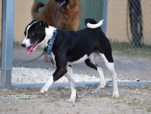 Black and white mixed breed dpg walking in yard, has curly tail
