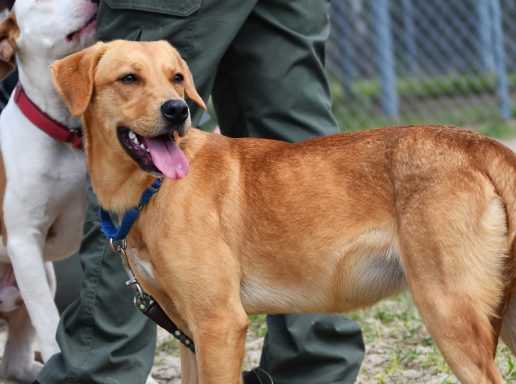 Tan dog looking back at camer