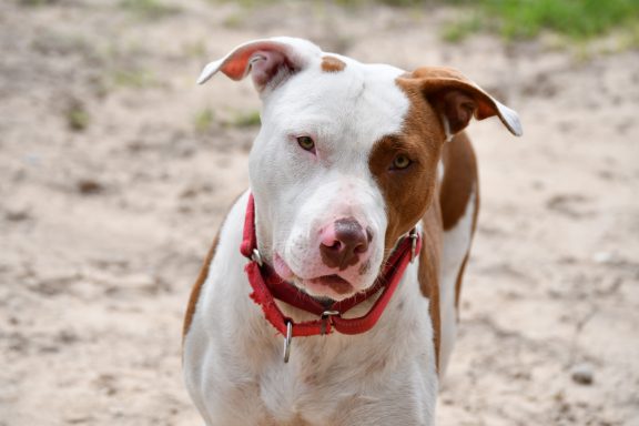 White and tan mixed breed dg in sand, looking at camera