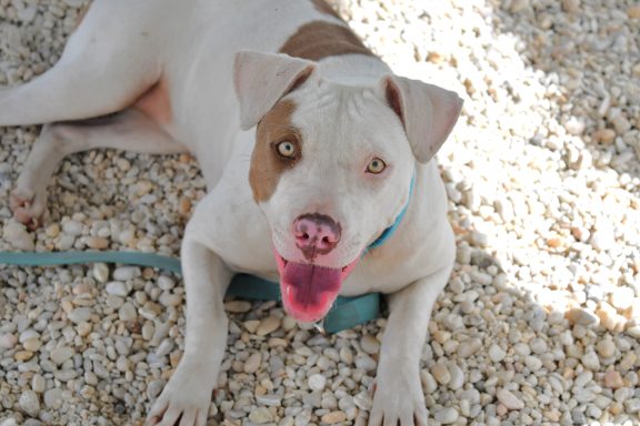 White and tan mixed breed dog laying in pebbles looking up at camera