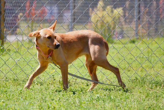 Tan and white terrier mixed breed dog walking in grass