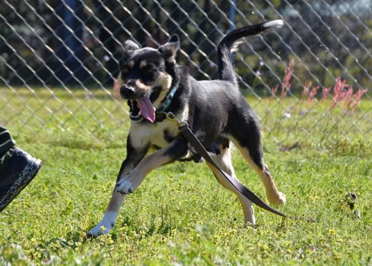 Black and tan mixed breed dog running in grass