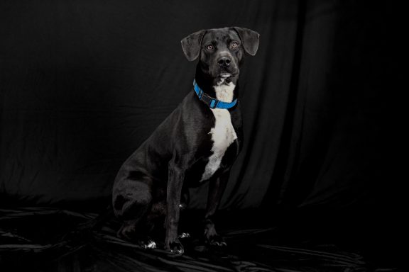 black and white mixed breed dog sitting in black background