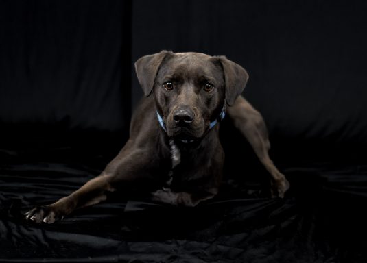 Black dog laying on black backdrop