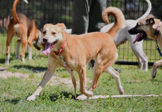 Tan and white dog running in grass