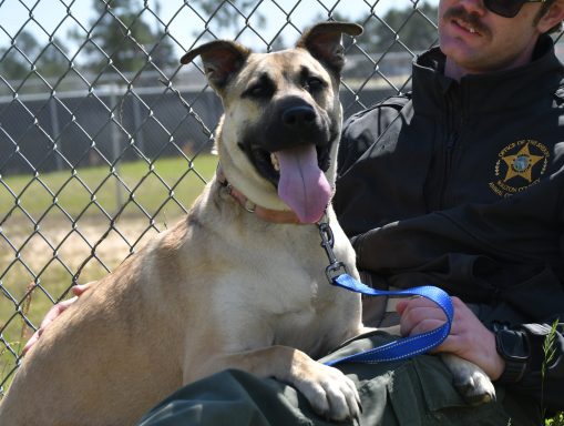 Tan and black mixed breed dog looking at camera