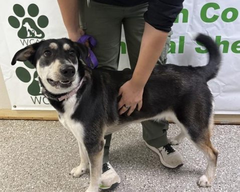 Black and white tricolor shepherd mixed breed dog standing in hallway