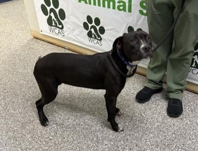 Black and white mixed breed dog standing in hallway