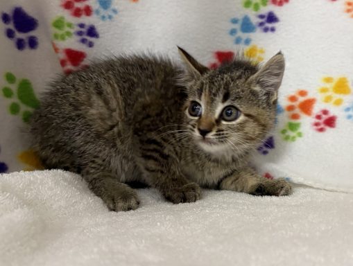 Grey and black tabby kitten sitting in kennel