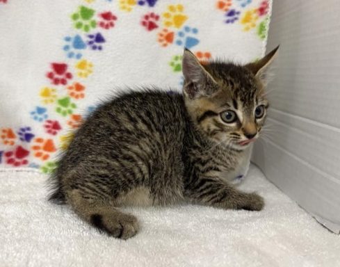 Grey and black kitten sitting in kennel