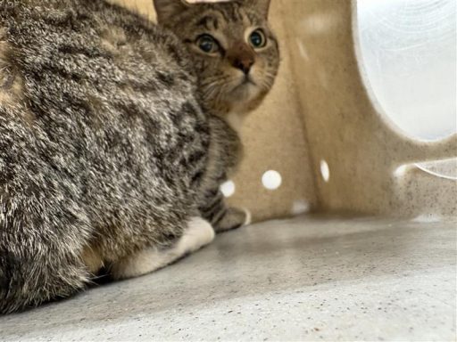 Grey and black tabby cat sitting in kennel