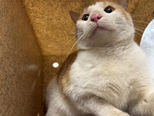 Orange and white tabby cat sitting in kennel