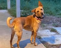 Brown mixed breed dog stainding on concrete