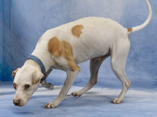 White and tan mixed breed dog walking in blue backdrop