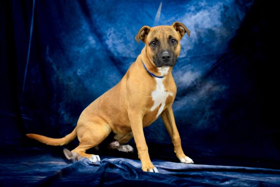 Tan and white tricolor mixed breed dog sitting in blue photo backdrop