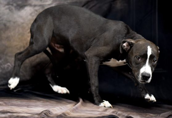 Black and white puppy walking across photo backdrop