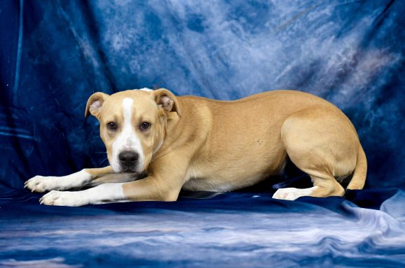 Tan and white mixed breed puppy laying on blue backdrop