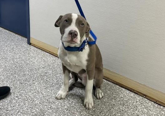 Grey and white mixed breed dog sitting in hallway