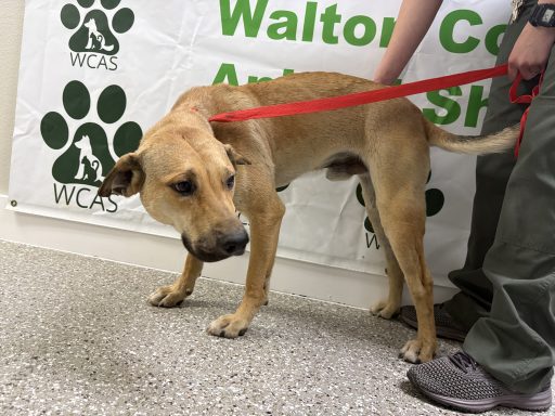 Tan and black shepherd mixed breed dog standing in hallway