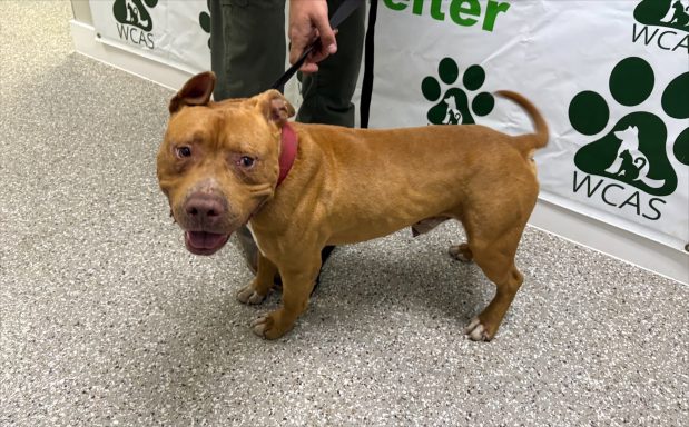 Brown and white mixed breed dog standing in hallway