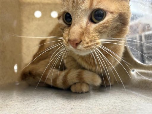orange tabby cat