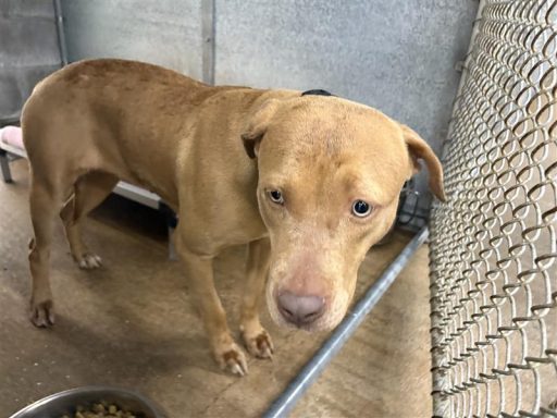 Tan mixed breed dog in kennel
