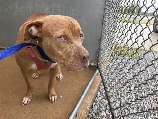 Tan and white mixed breed dog in kennel