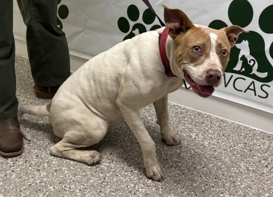 White and tan mixed breed dog sitting in hallway