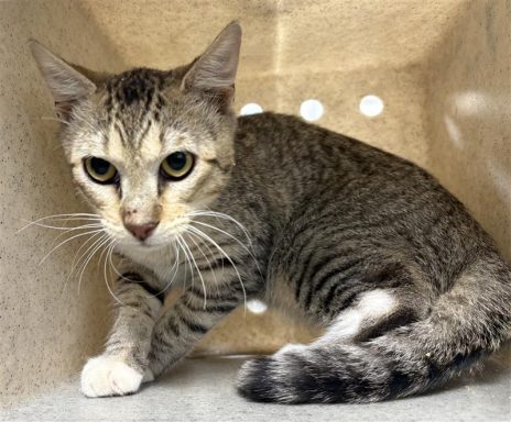 Gray tabby cat with some white on feet