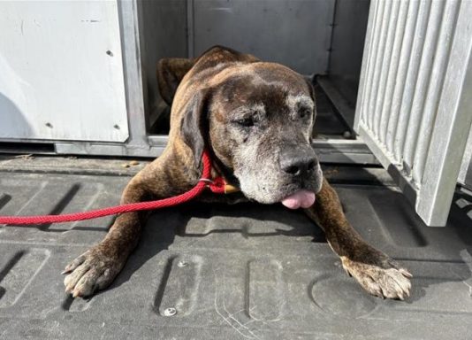 Black and brown brindle mixed breed dog sitting on truck bed