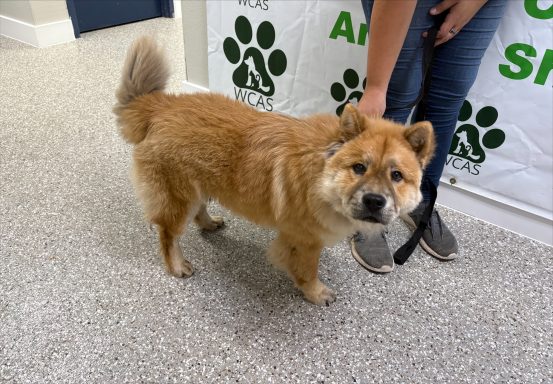 Tan and white chow chow mixed breed dog standing in hallway