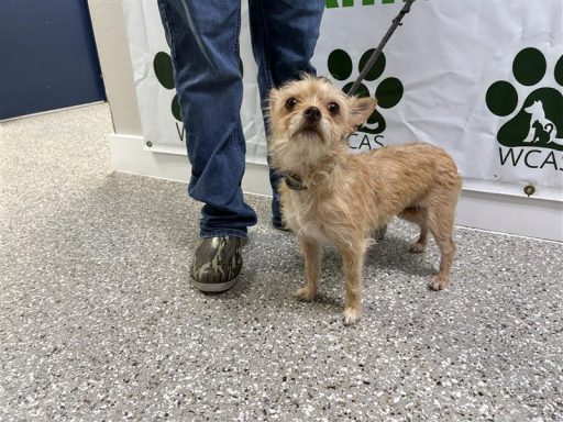 tan female terrier mixed