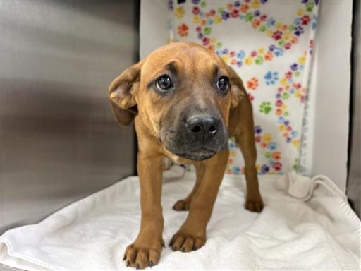 brown and black female pup