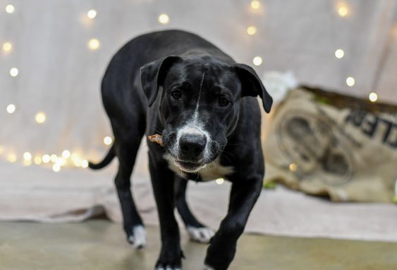black and white dog with treat in it's mouth walking toward camera