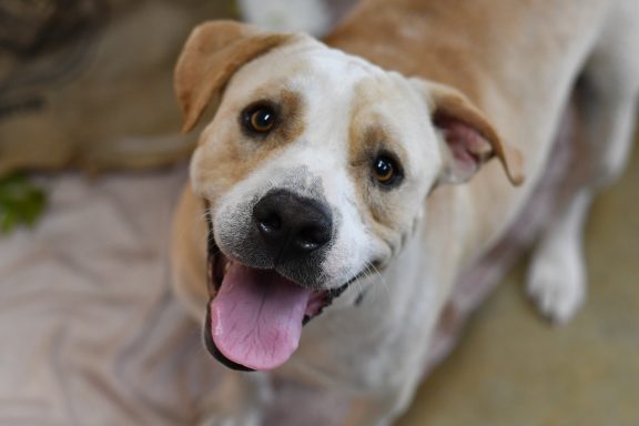 Tan and white mixed breed dog looking at camera