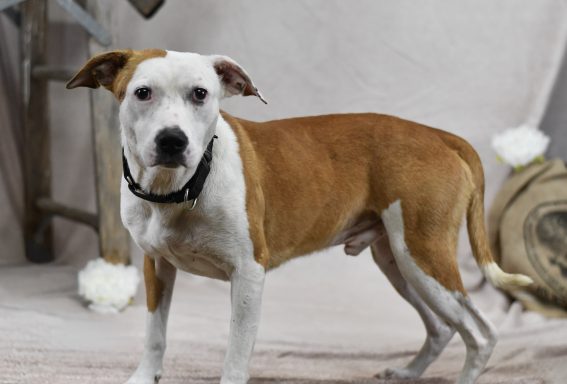 Tan and white dog standing on backdrop