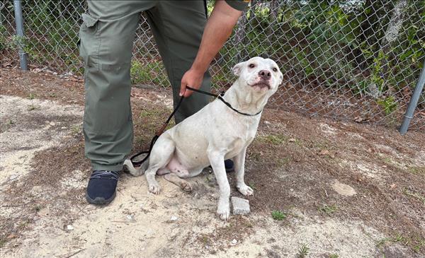 White male dog