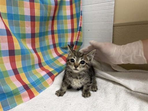 gray tabby cat