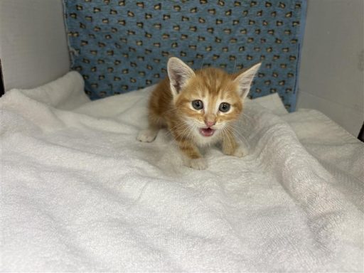male orange tabby kitten