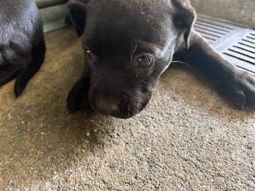 black male puppy