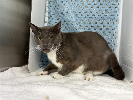 gray white male cat