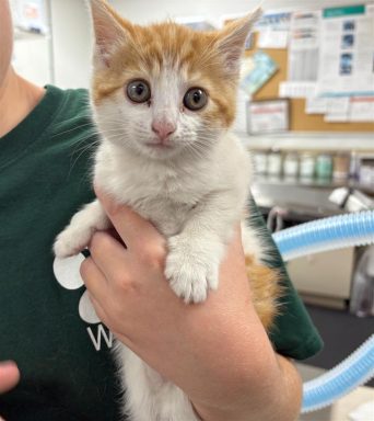 orange white tabby kitten