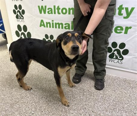 black and tan mixed breed dog